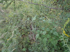 Desmodium psilocarpum