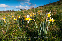 Narcissus nobilis