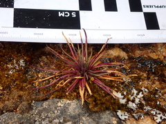 Lysipomia multiflora