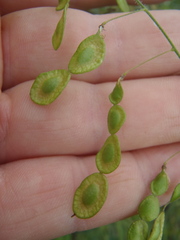Desmodium psilocarpum