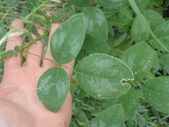 Desmodium psilocarpum