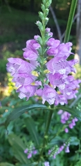 Physostegia