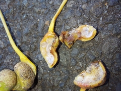 Pemphigus spyrothecae