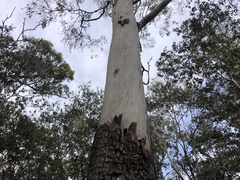 Corymbia tessellaris