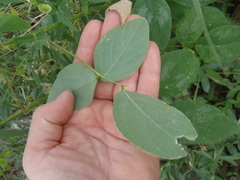 Desmodium psilocarpum
