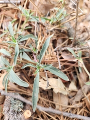 Penstemon rostriflorus