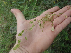 Desmodium psilocarpum