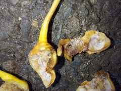 Pemphigus spyrothecae
