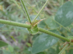 Desmodium psilocarpum