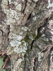 Punctelia missouriensis