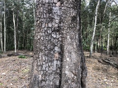 Corymbia tessellaris