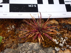 Lysipomia multiflora