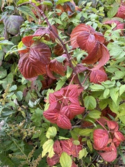 Toxicodendron radicans