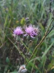 Cirsium monspessulanum
