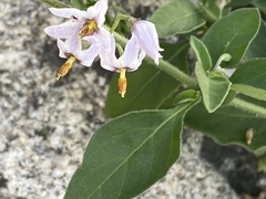 Solanum chenopodioides