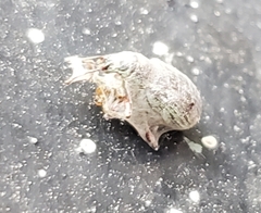 Curculionoidea