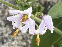 Solanum chenopodioides