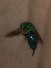 Chrysis smaragdula