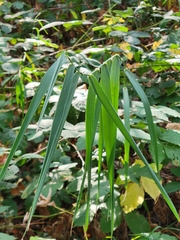 Phalaris arundinacea