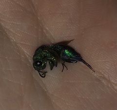 Chrysis smaragdula