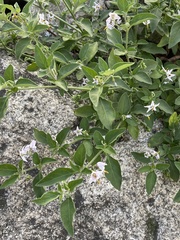 Solanum chenopodioides