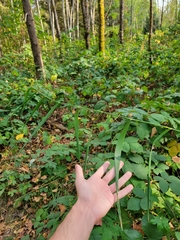 Phalaris arundinacea