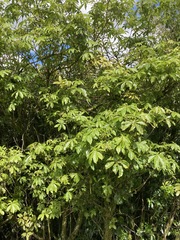 Schefflera digitata