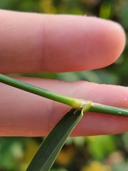 Phalaris arundinacea