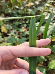 Phalaris arundinacea
