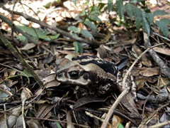 Rhinella icterica