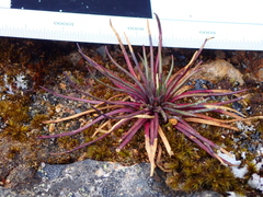 Lysipomia multiflora