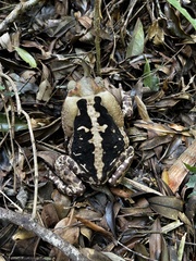 Rhinella icterica
