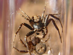 Bassaniana utahensis