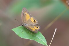 Hypocysta irius
