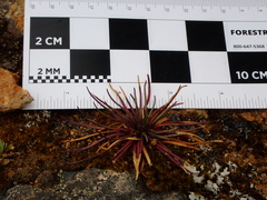 Lysipomia multiflora