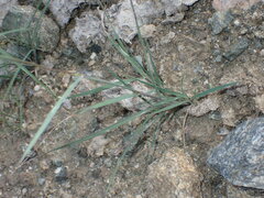 Leptochloa dubia