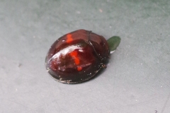 Chilocorus bipustulatus