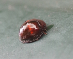 Chilocorus bipustulatus