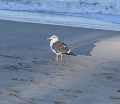 Larus fuscus graellsii