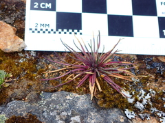 Lysipomia multiflora