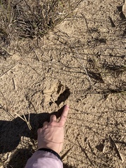 Odocoileus virginianus