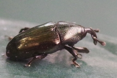 Aulacobaris coerulescens