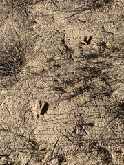 Odocoileus virginianus