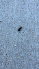 Scarites subterraneus