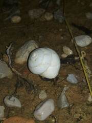 Sphincterochila candidissima