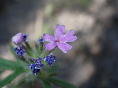 Glandularia latilobata