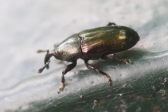 Aulacobaris coerulescens