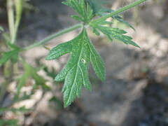Glandularia latilobata