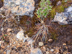 Lysipomia multiflora