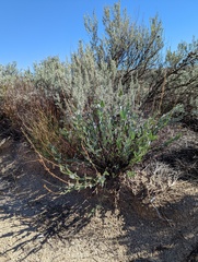 Penstemon centranthifolius
